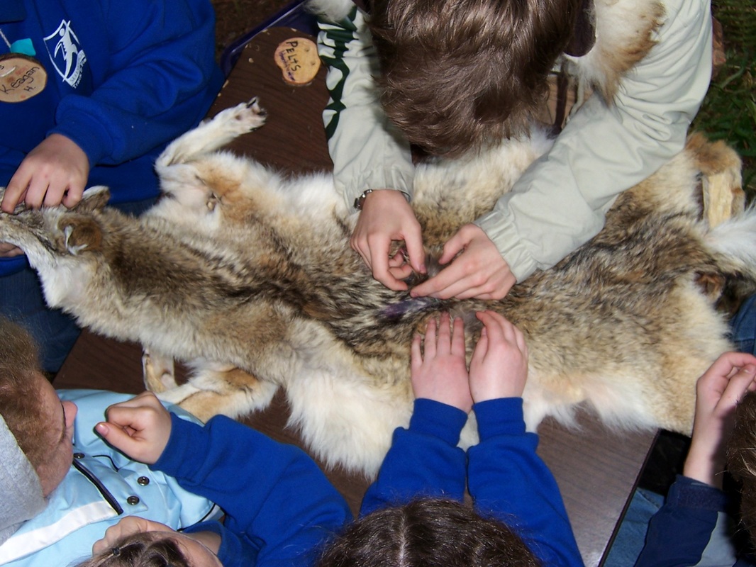 students touching pelt