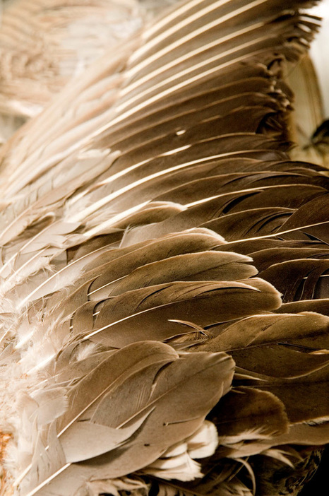 close up of bird wing