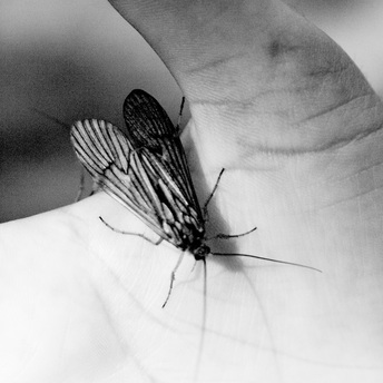 winged insect in hand