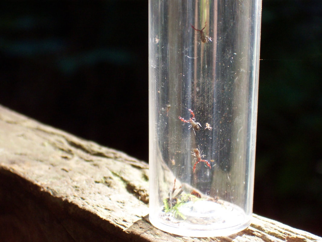 pseudoscorpions in observation container