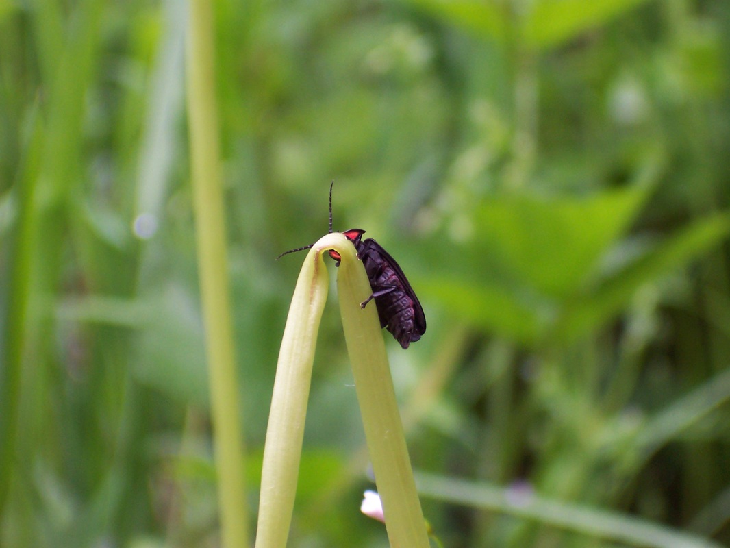 beetle on a blade of grass