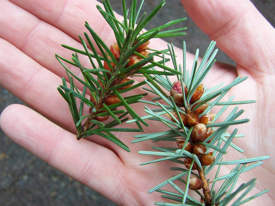 douglas fir needles in a hand