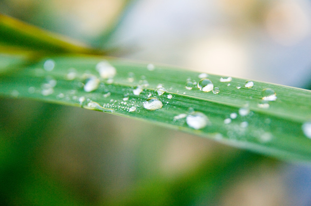 dew on a blade of grass