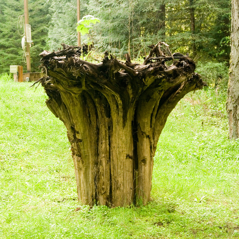 upside-down stump