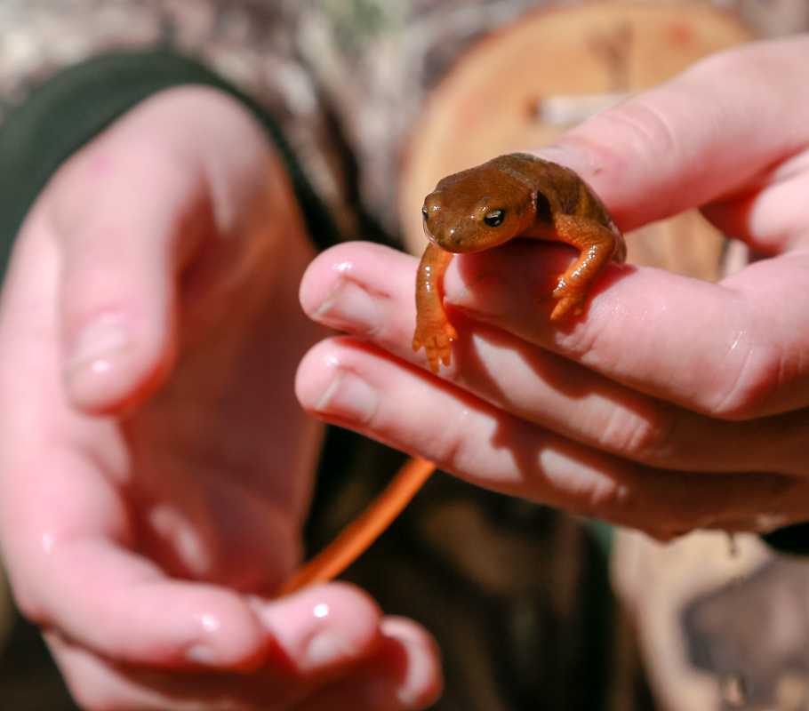 student holding a rough-skinned newt