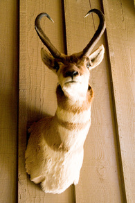 Animal head mounted on wall