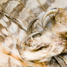 close up of bird talons