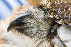 close up of bird beak