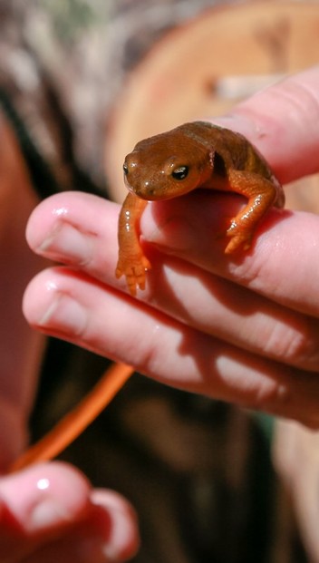 Student holding rough-skinned newt