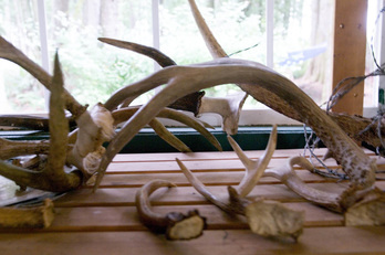 horns and antlers