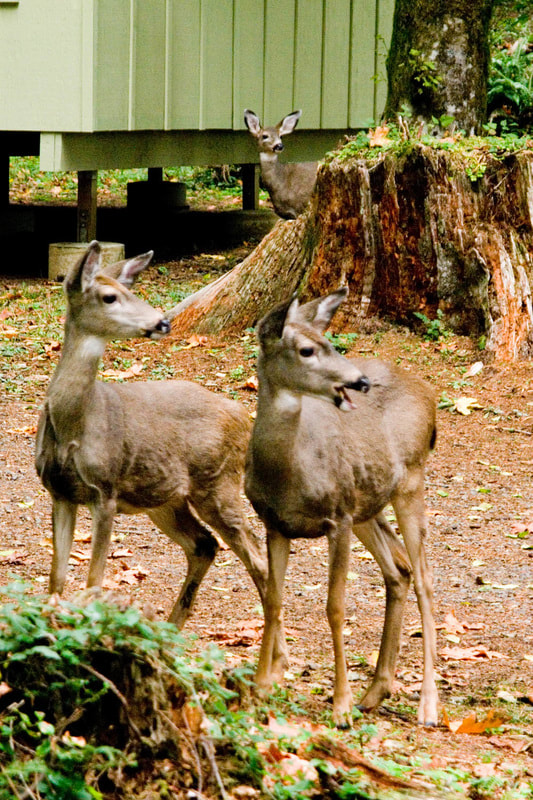 3 deer