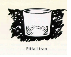 Pitfall trap