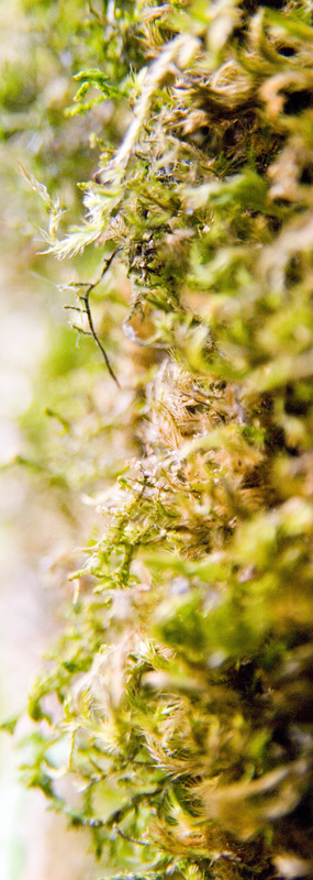 decorative: moss