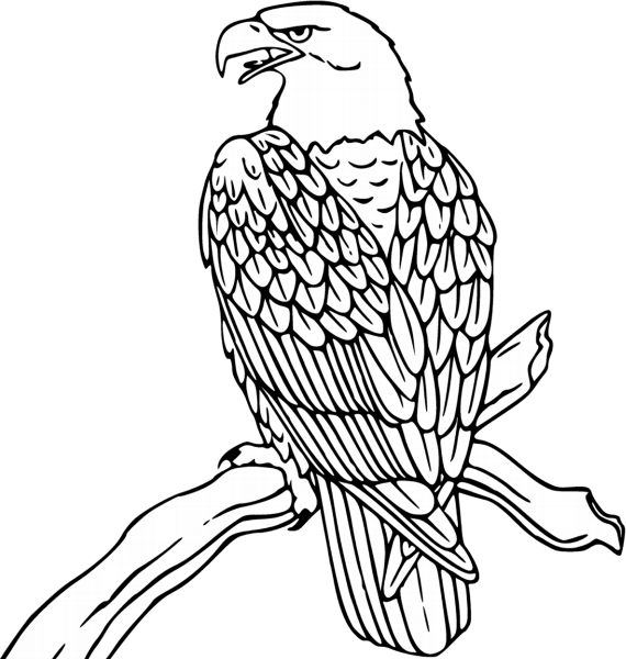 Line Drawing of Bald Eagle