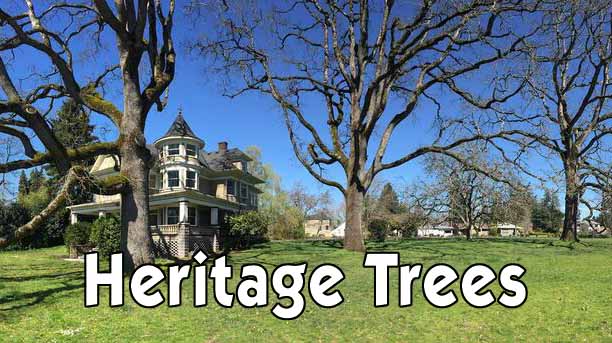 Heritage Trees Video Cover Slide