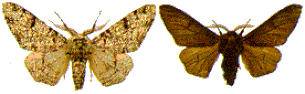 examples of peppered moths
