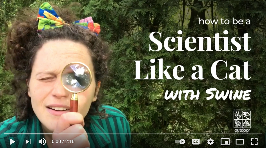 How to be a Scientist Like a Cat